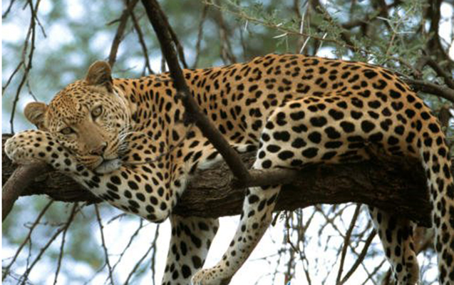 astarada-bebir-danani-parcaladi